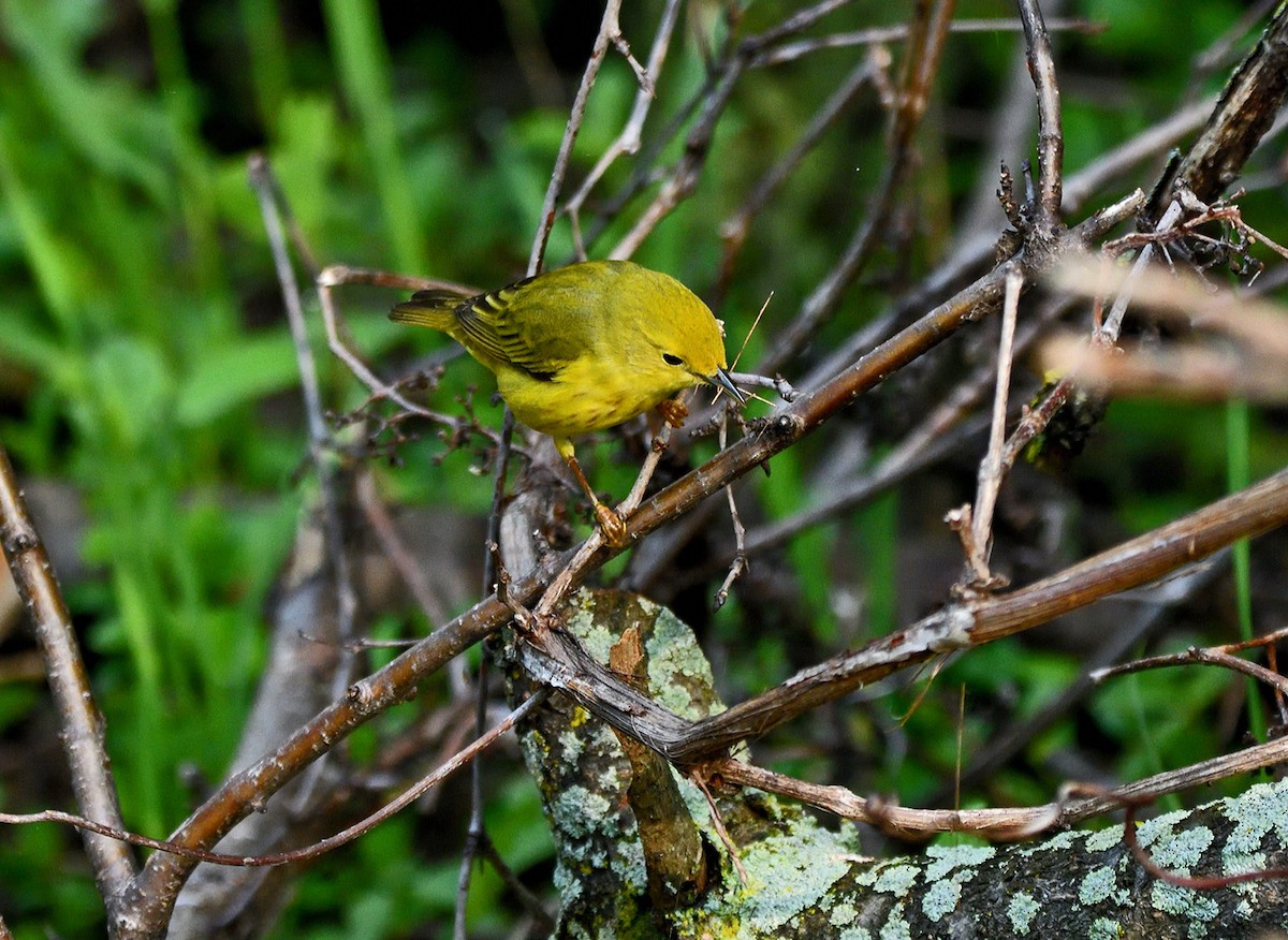 Yellow Warbler - Tom Long