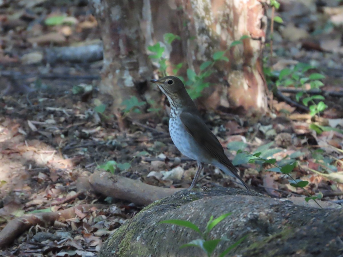 Swainson's Thrush - Michelle Browning
