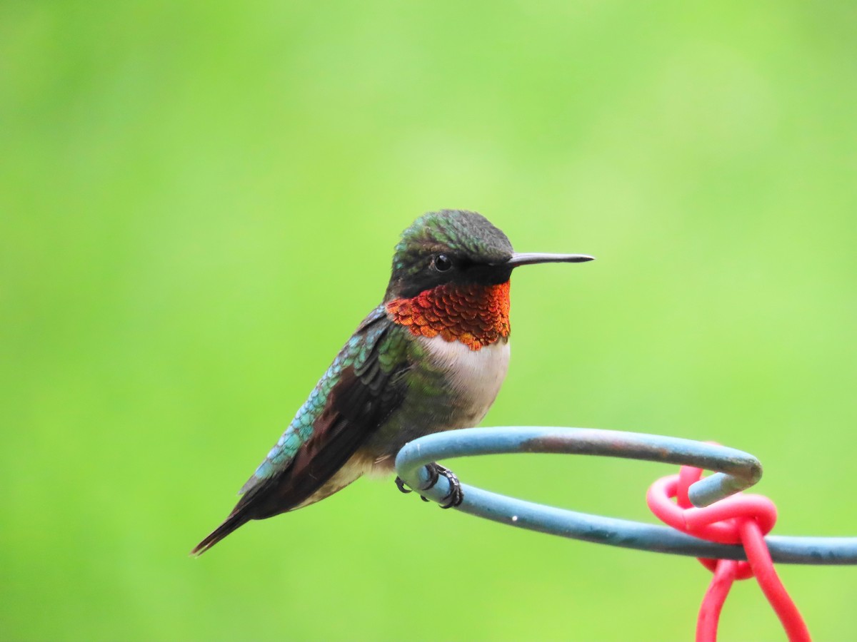 Ruby-throated Hummingbird - Ernie LeBlanc