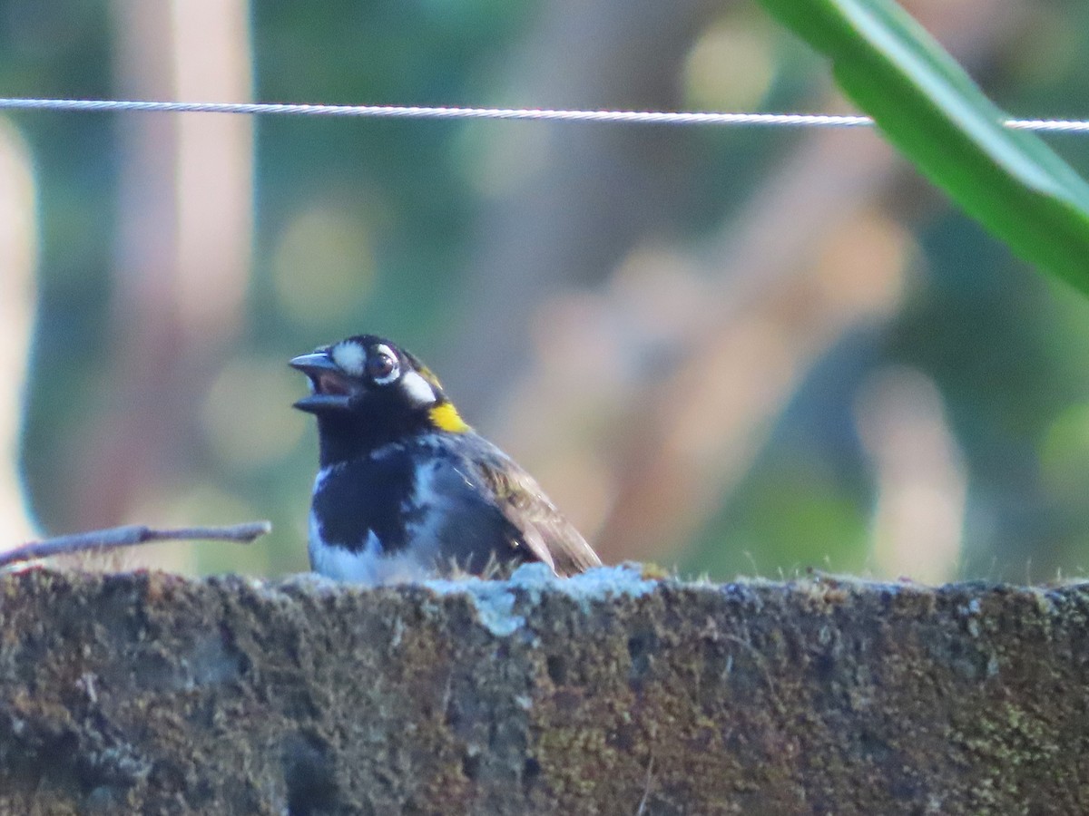 White-eared Ground-Sparrow - Michelle Browning
