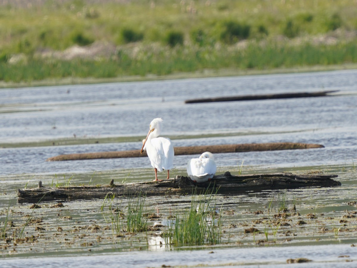 American White Pelican - Layne Hagerman