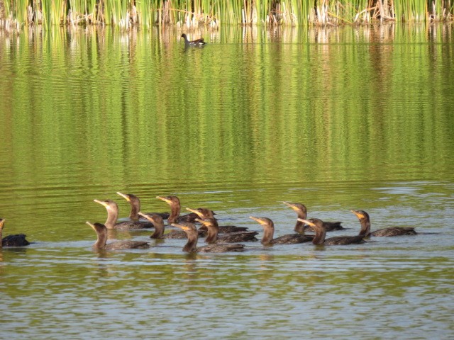 Neotropic Cormorant - ML619152167