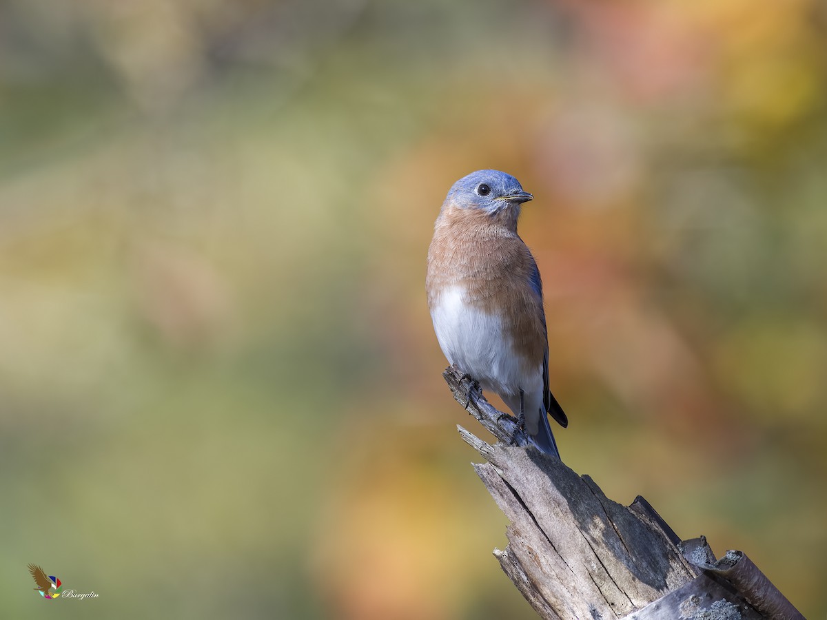 Eastern Bluebird - fernando Burgalin Sequeria