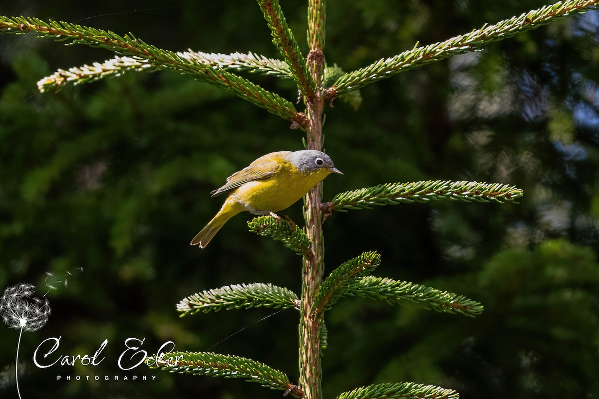 Nashville Warbler - Carol Ecker