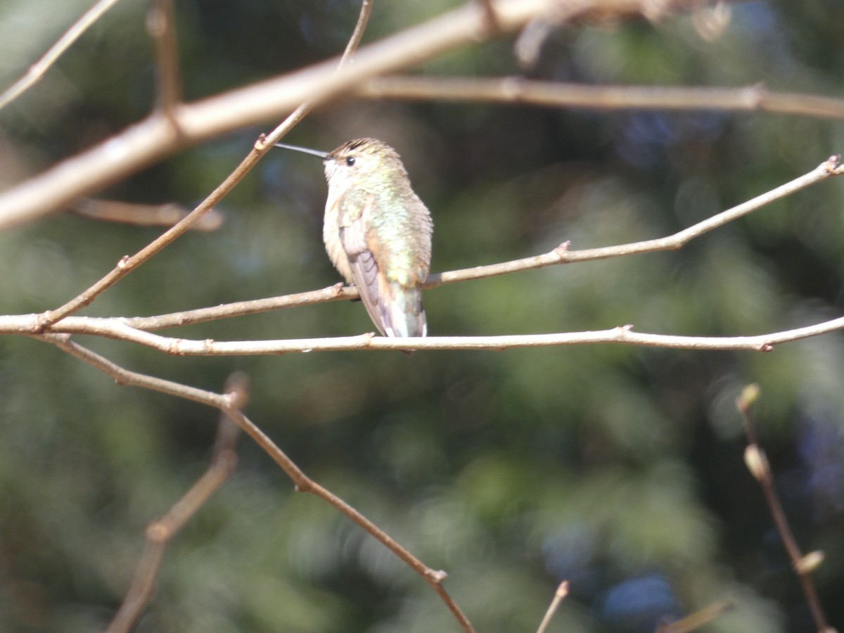 Rufous Hummingbird - Julian Batista