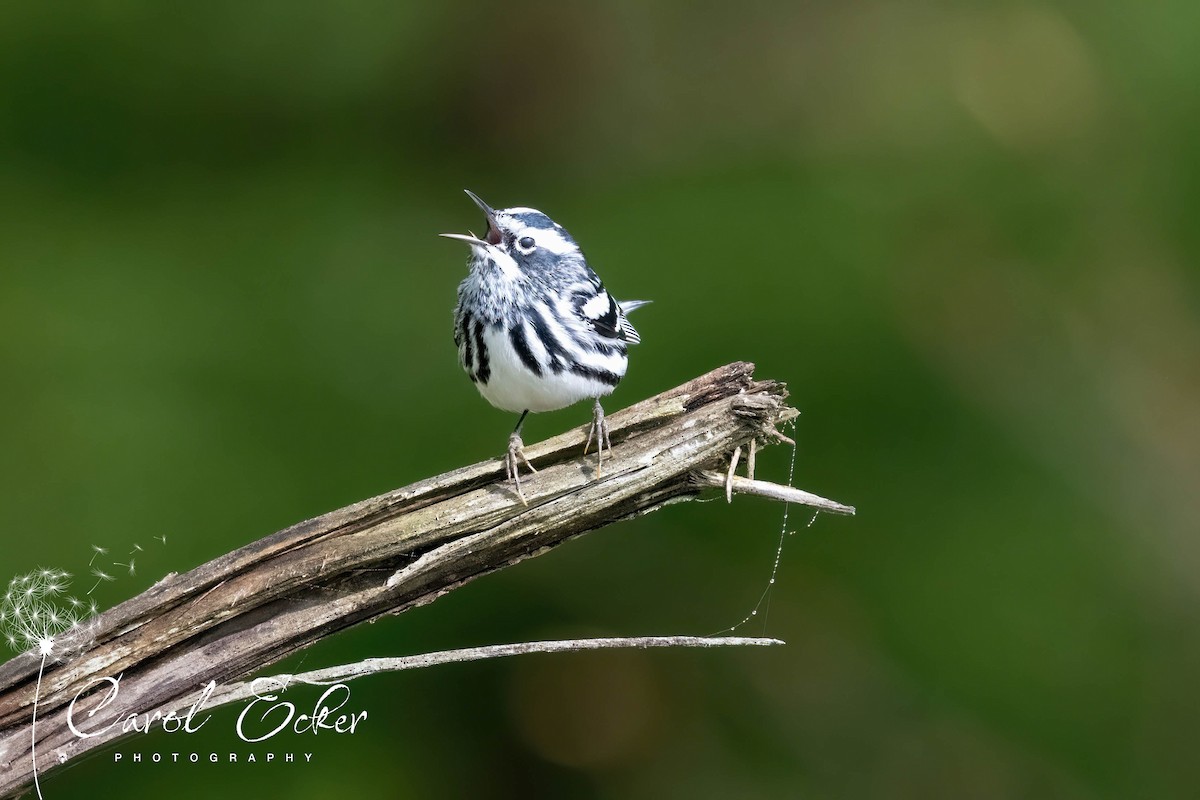 Black-and-white Warbler - Carol Ecker