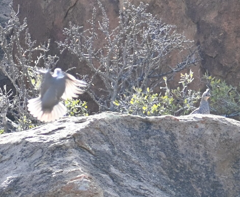 Scaled Quail - ML619152186