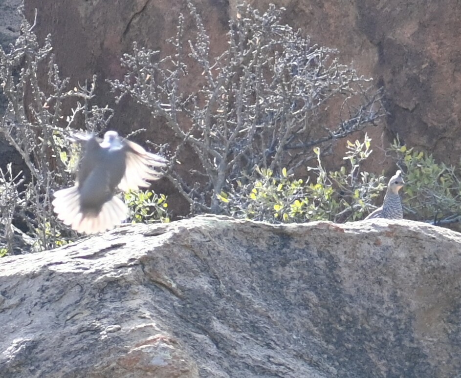 Scaled Quail - Bird Smith