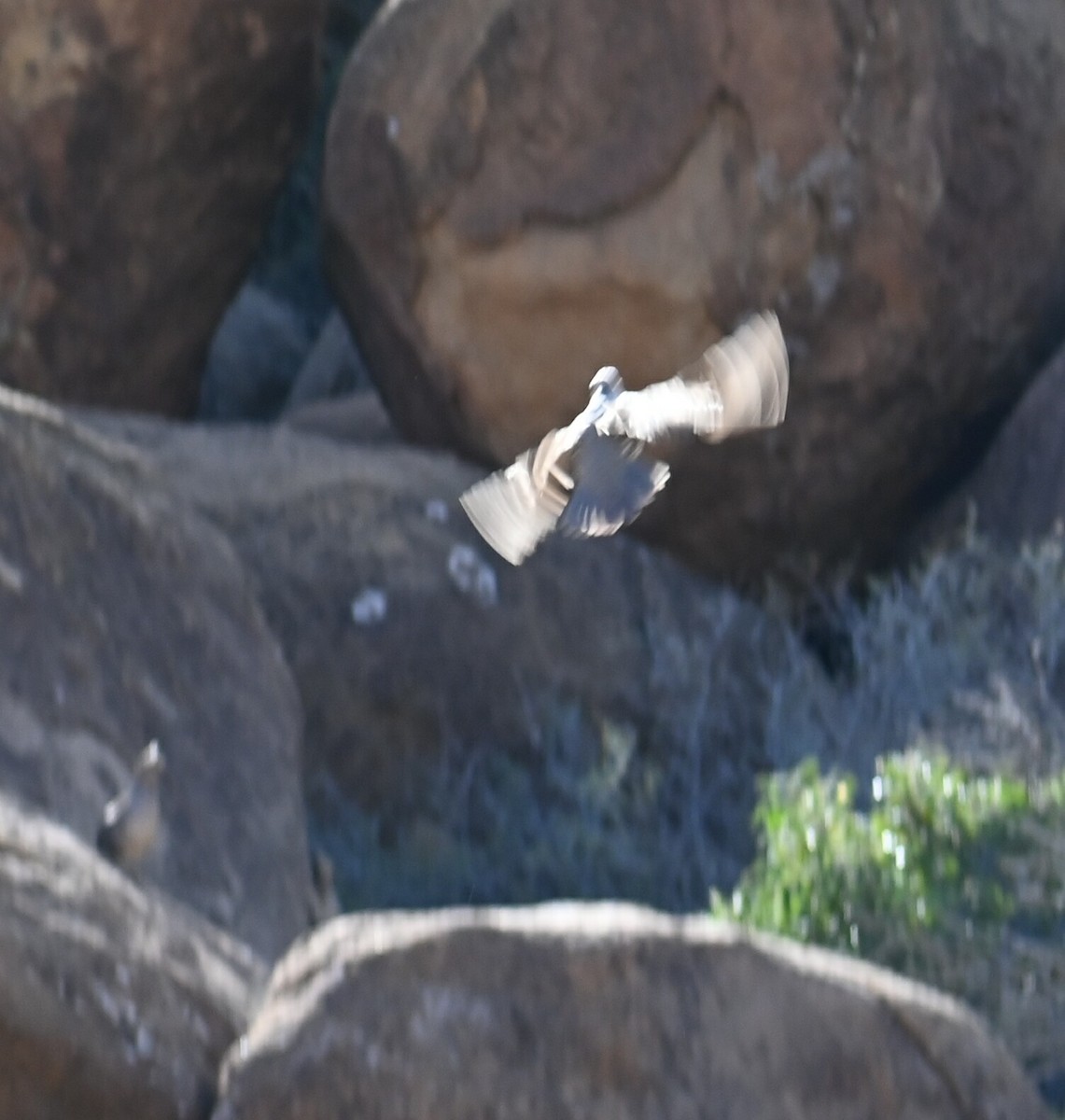Scaled Quail - ML619152187