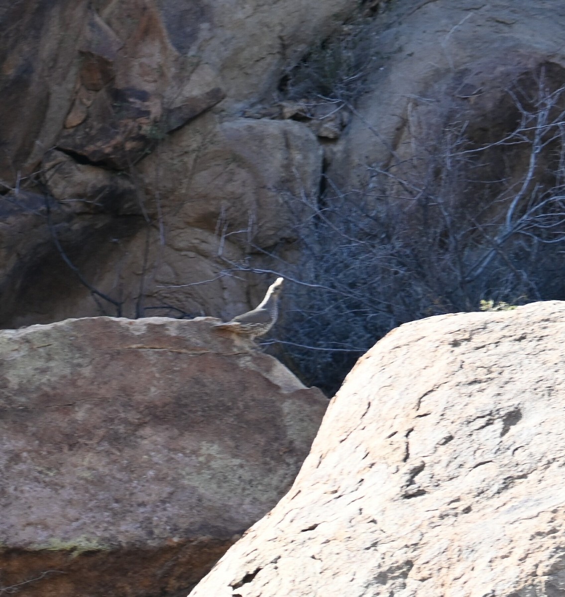 Scaled Quail - Bird Smith