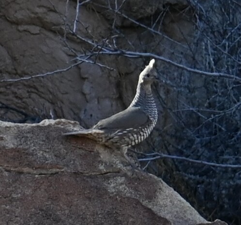 Scaled Quail - Bird Smith