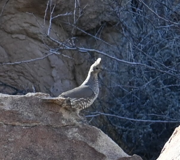 Scaled Quail - Bird Smith