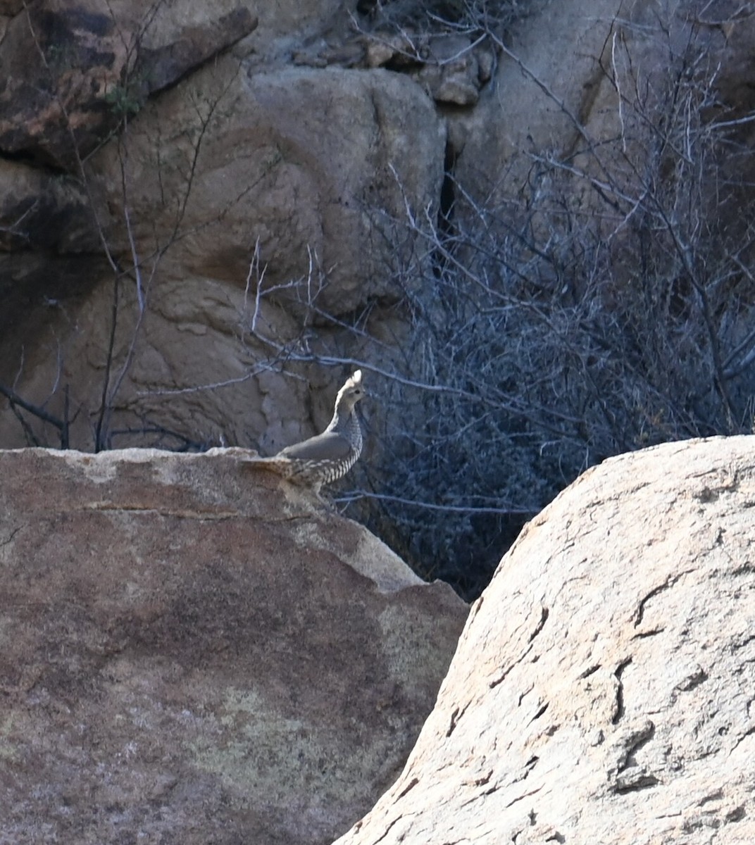 Scaled Quail - Bird Smith