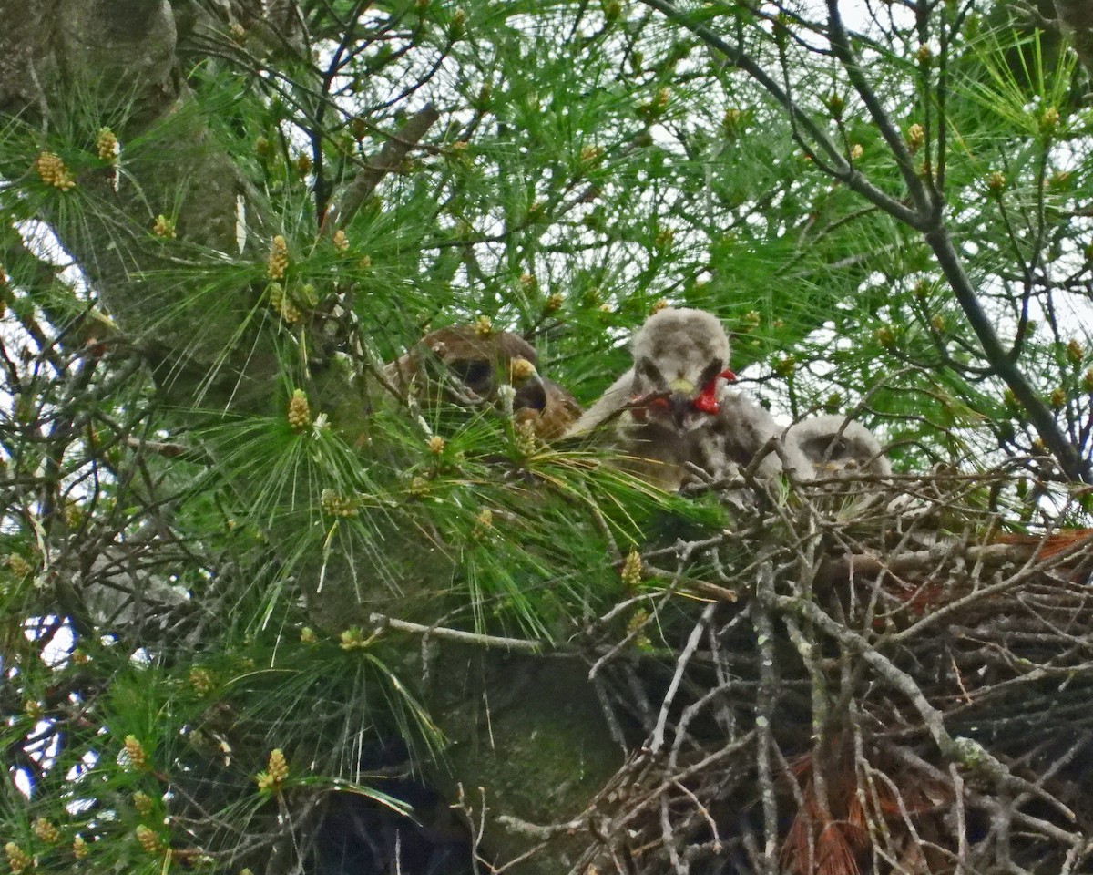 Red-tailed Hawk - ML619152213