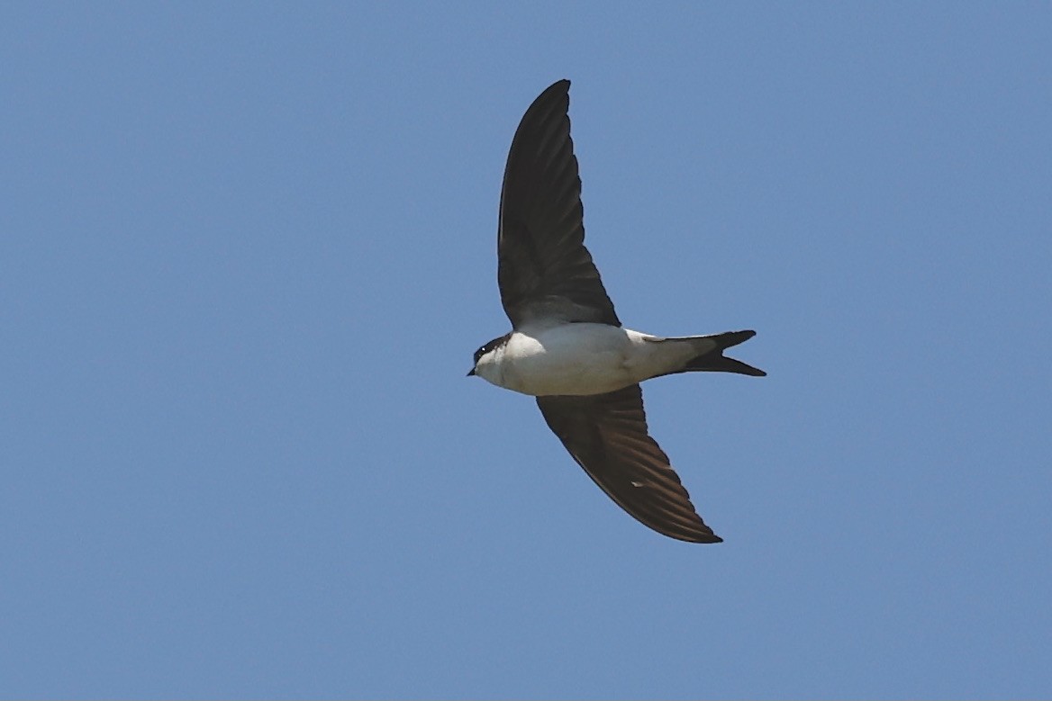 Western House-Martin - Lorna Aynbinder