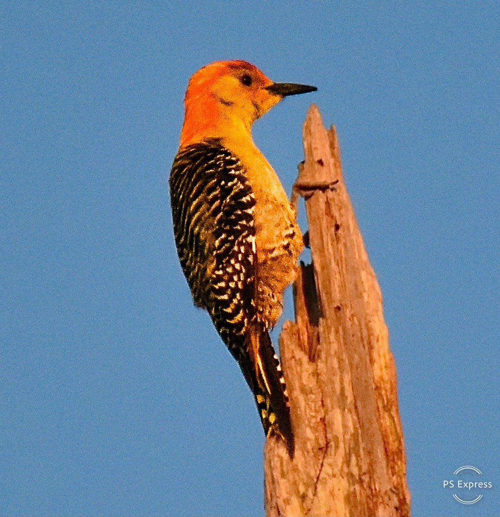 Red-bellied Woodpecker - Michael Brower