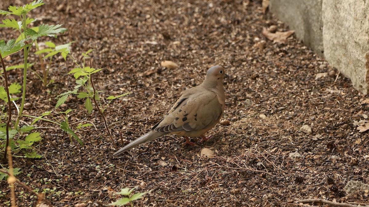 Mourning Dove - Emily Gambone