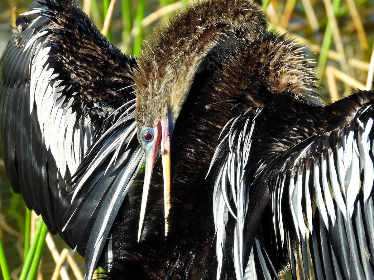 Anhinga - Michael W. Sack