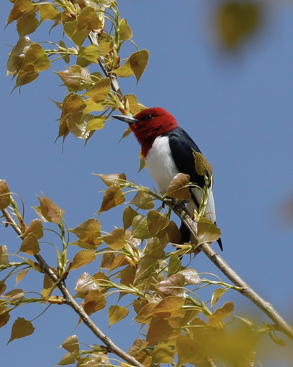 Red-headed Woodpecker - Sue Kurtz