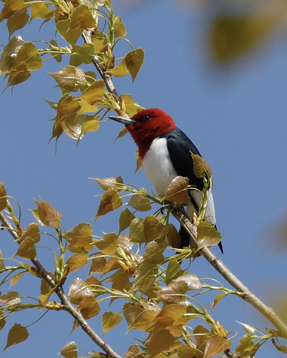 Red-headed Woodpecker - Sue Kurtz