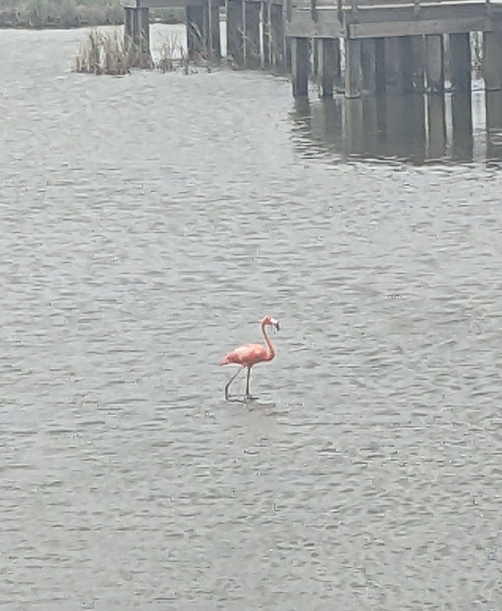 American Flamingo - Lynn T.
