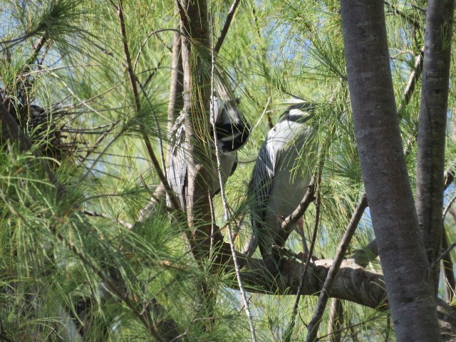 Yellow-crowned Night Heron - Lillian Russell