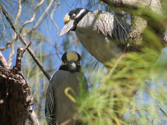 Yellow-crowned Night Heron - Lillian Russell