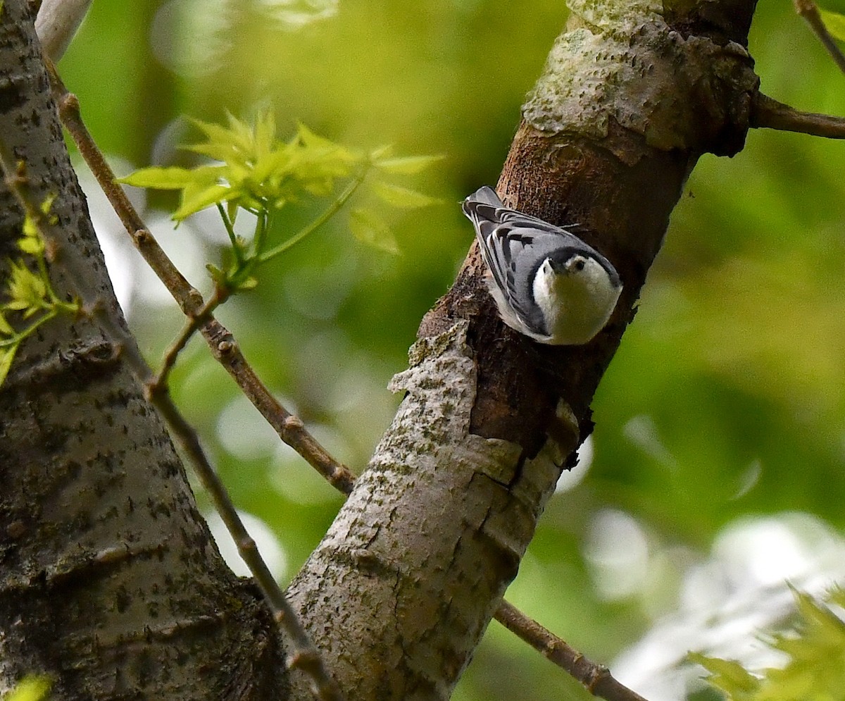 White-breasted Nuthatch - Kristen Cart