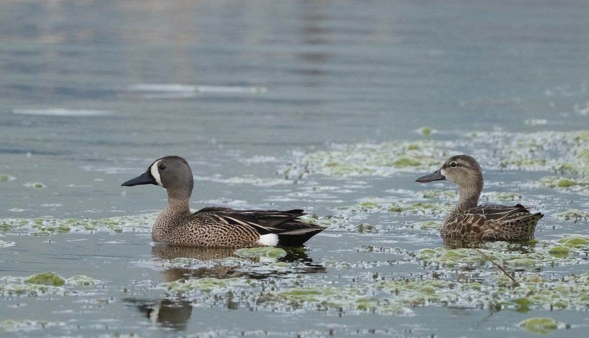 Blue-winged Teal - Bob D'Antonio