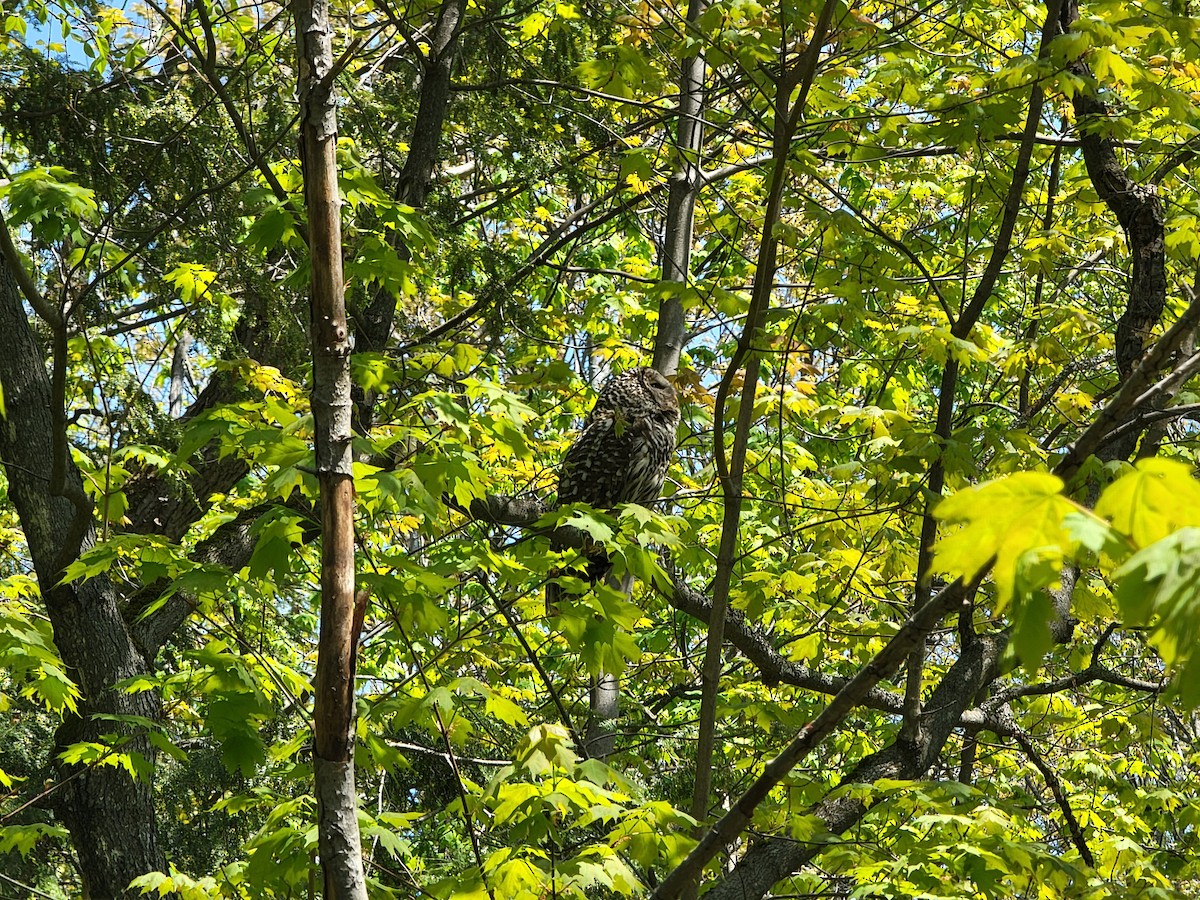 Barred Owl - Lucas Beaver