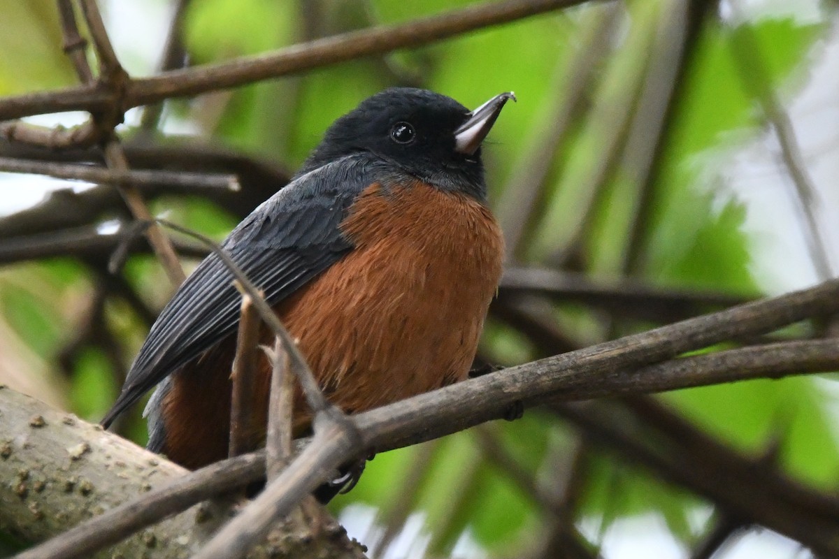 Cinnamon-bellied Flowerpiercer - Jessy Lopez Herra