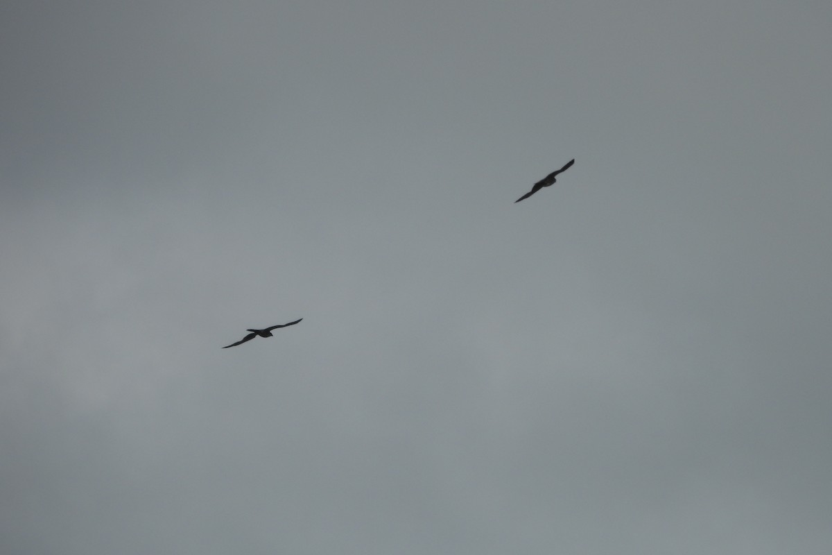 Mississippi Kite - Dave Milsom