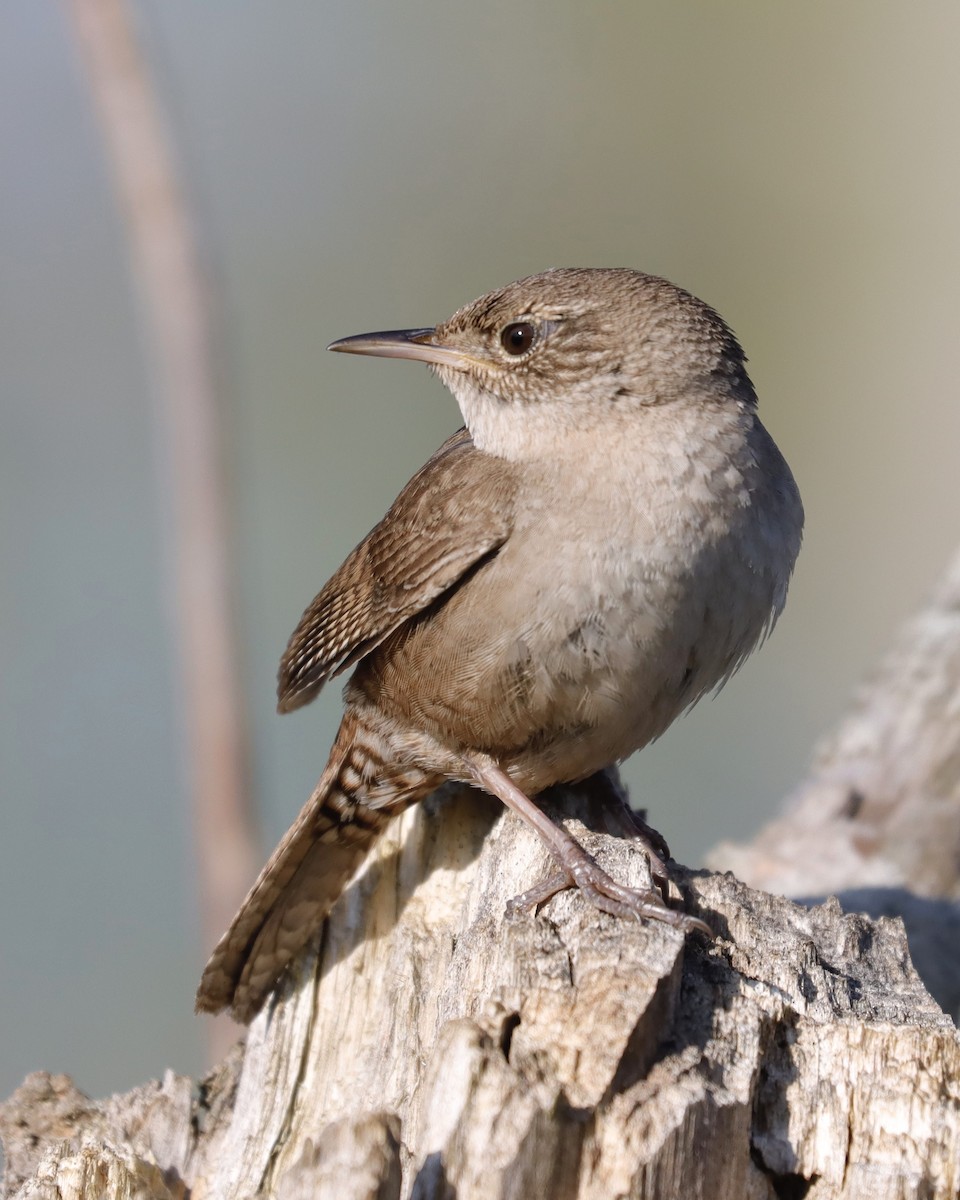 House Wren - Sue Kurtz