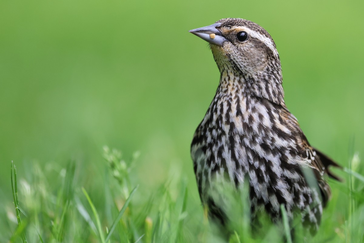 Red-winged Blackbird - James Tornetta