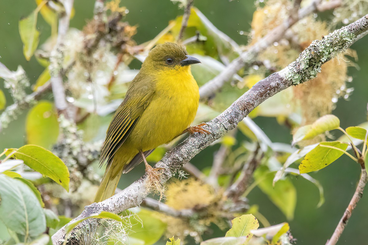 Olive-green Tanager - Raphael Kurz -  Aves do Sul