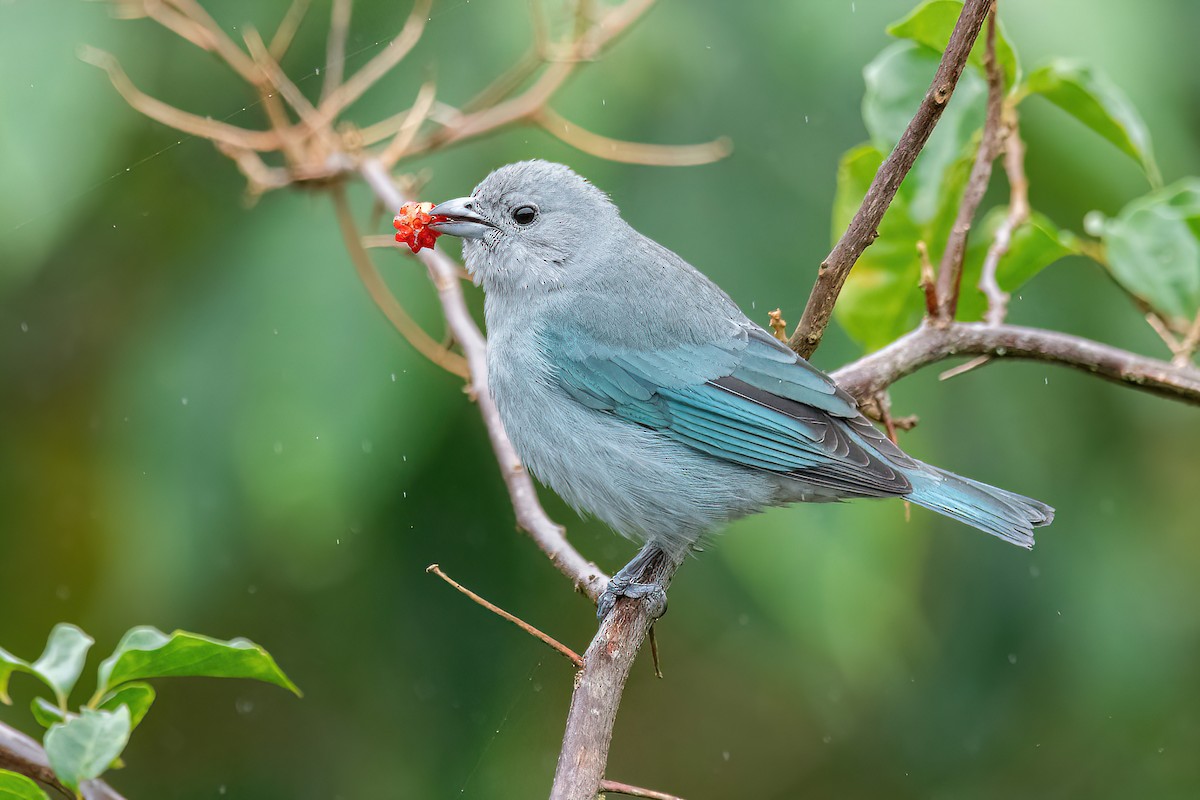 Sayaca Tanager - Raphael Kurz -  Aves do Sul