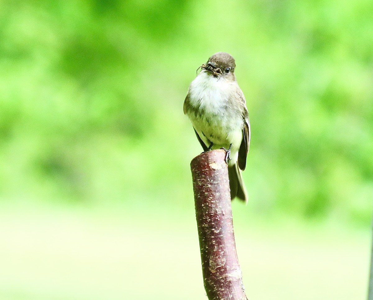 Eastern Phoebe - Leslie Ferree