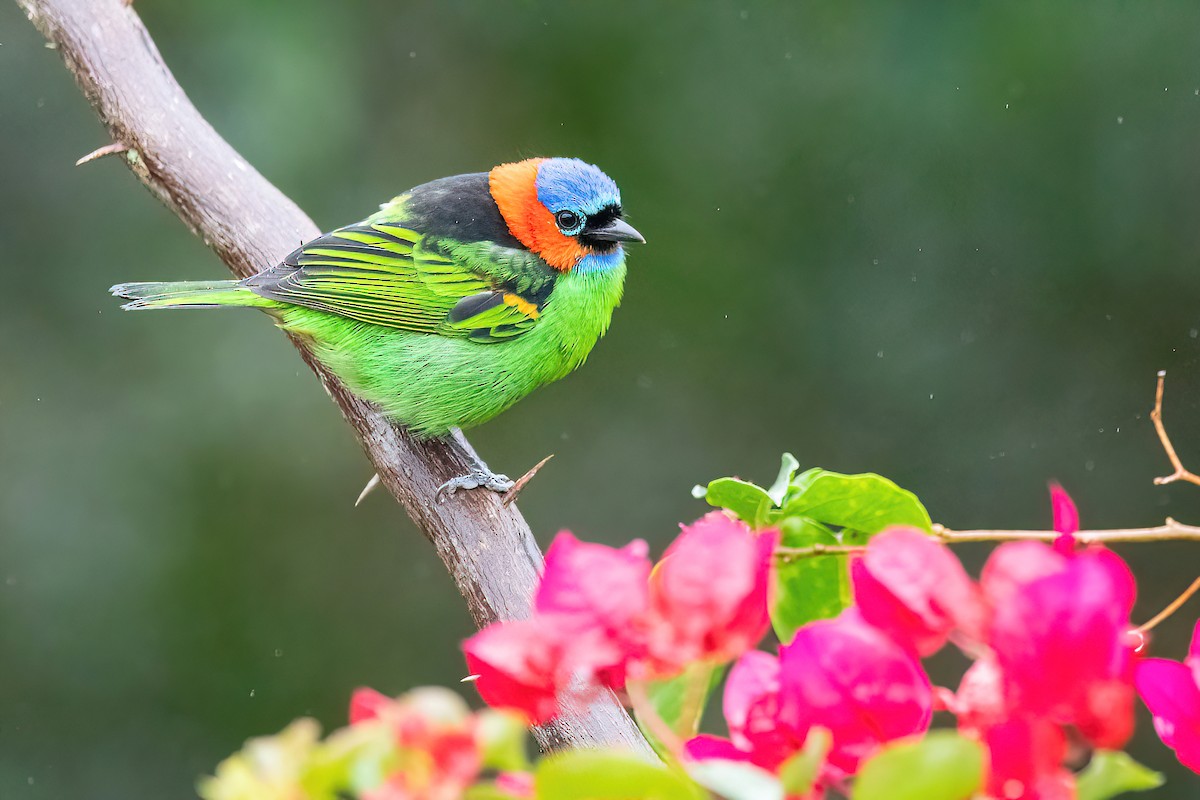 Red-necked Tanager - Raphael Kurz -  Aves do Sul