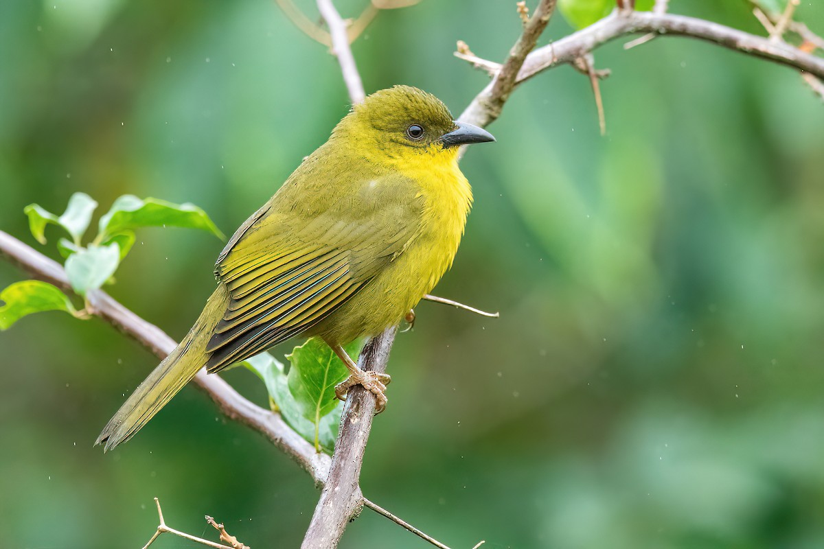 Olive-green Tanager - Raphael Kurz -  Aves do Sul
