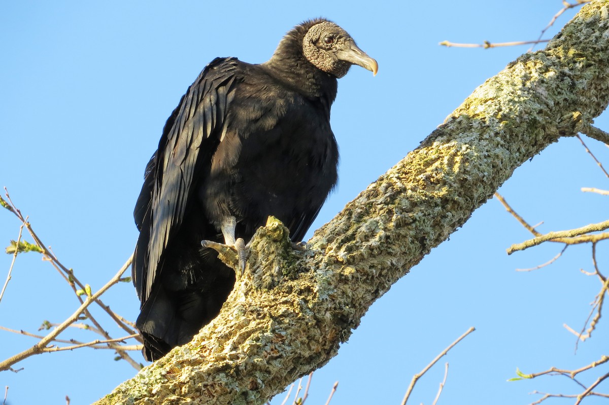 Black Vulture - André Tostes Tostes