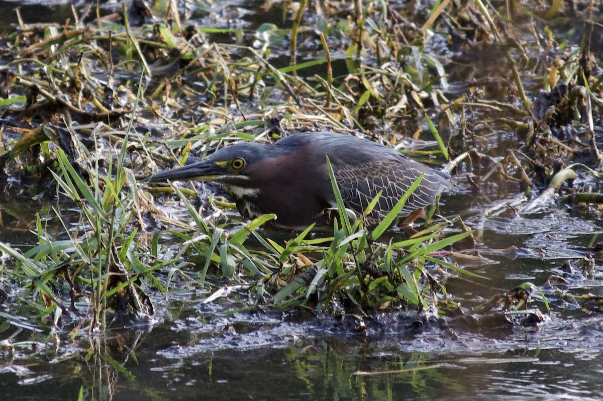 Green Heron (virescens/bahamensis) - ML619152487