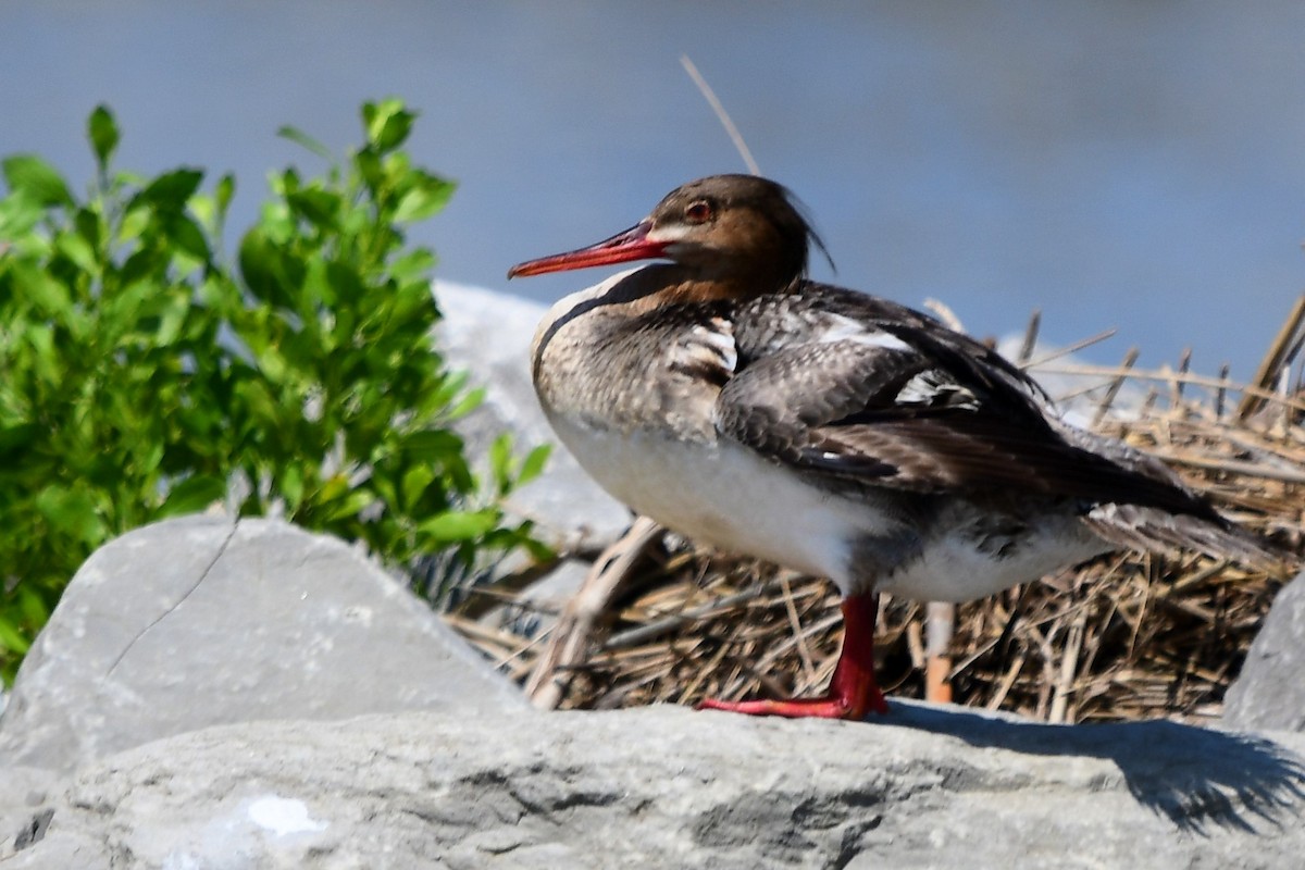 Red-breasted Merganser - Marc Bachman