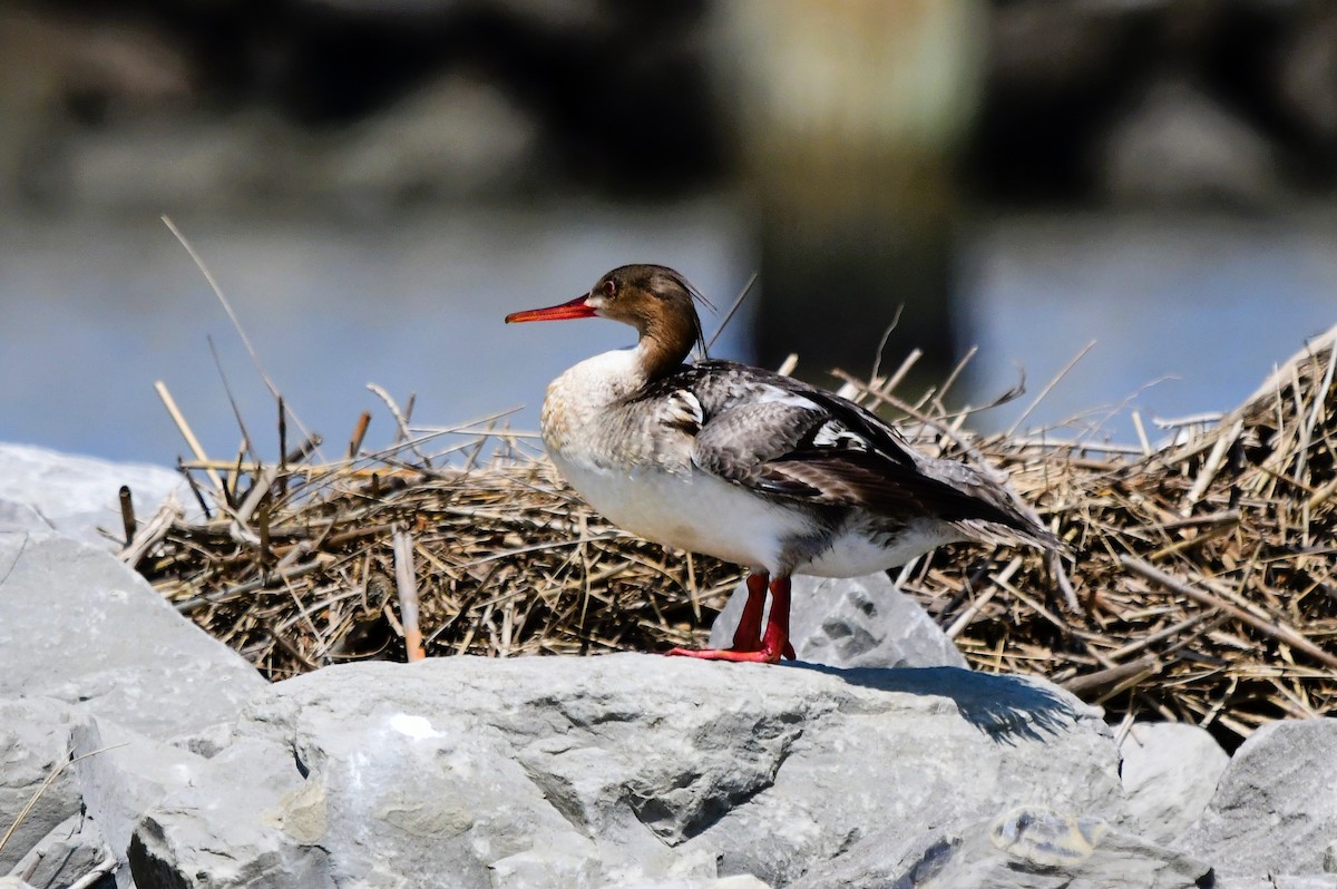 Red-breasted Merganser - Marc Bachman