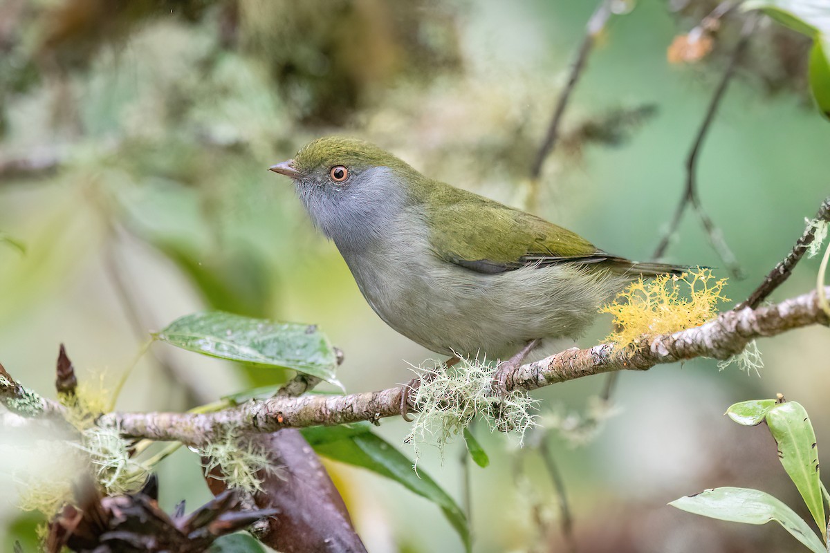 Pin-tailed Manakin - ML619152527