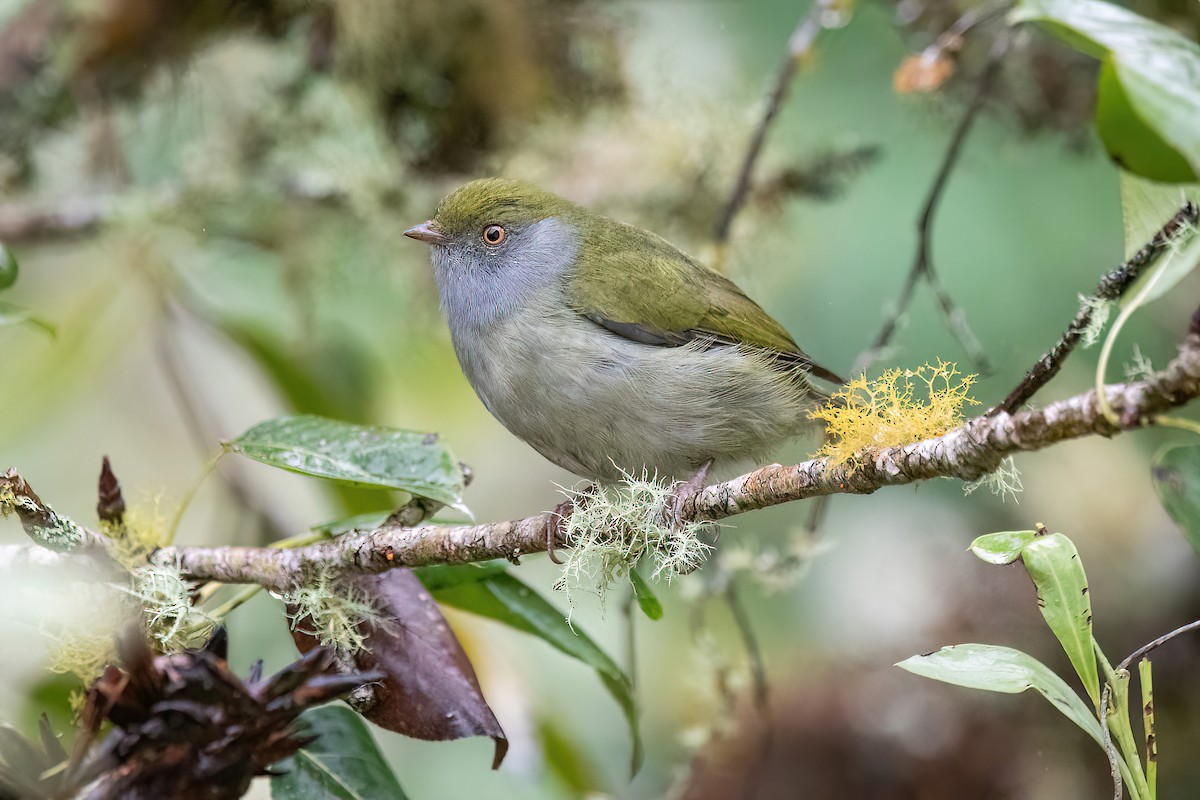 Pin-tailed Manakin - Raphael Kurz -  Aves do Sul