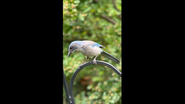 Woodhouse's Scrub-Jay - ML619152532