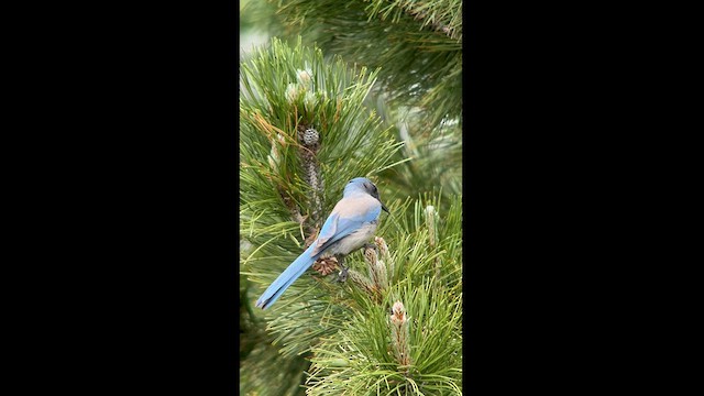 Woodhouse's Scrub-Jay - ML619152533