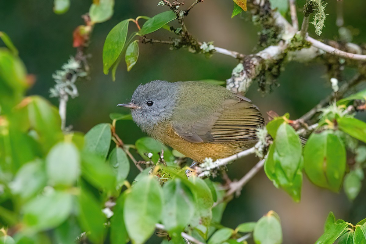 Gray-hooded Flycatcher - Raphael Kurz -  Aves do Sul