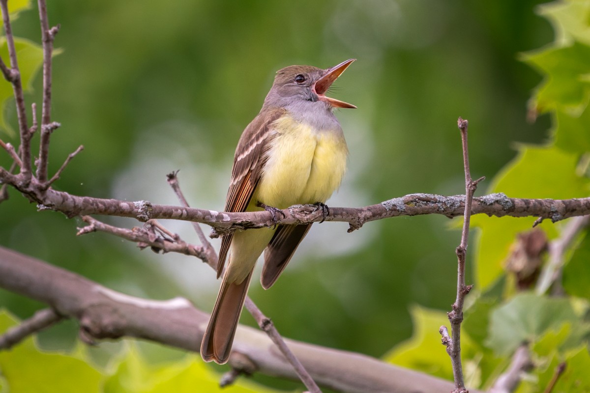 Great Crested Flycatcher - Rick Wilhoit