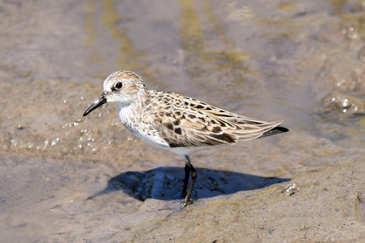 Semipalmated Sandpiper - Marc Bachman